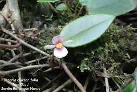 Image result for Begonia elaeagnifolia