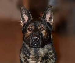 Their coat also comes in a variety of other colors including solid black or. Fraserglen Kennels Ontario German Shepherd Breeders