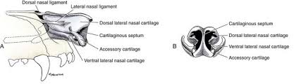 The surrounding bone is covered with a layer of pseudostratified (columnar) ciliated epithelium; Nasal Planum Nasal Cavity And Sinuses Veterian Key