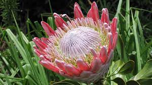 South african or african american woman teacher or student against blackboard growing flowers. South African Flower Exporters Cut Flowers