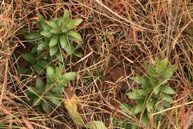 Image result for Myrica chimanimaniana