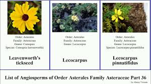 Image result for Launaea rarifolia