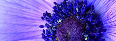 Bilder finden, die zum begriff blumen passen. Blumen Kalbe Ihr Blumenspezialist In Goslar