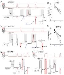 This screenshow video is all about the spl 120 volt technology and its advantages. Cells Free Full Text Human And Mouse Trpa1 Are Heat And Cold Sensors Differentially Tuned By Voltage Html