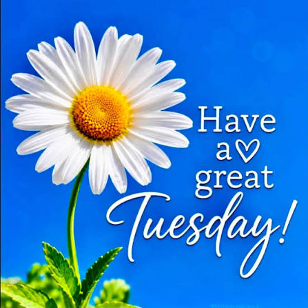 🌸 Happy Tuesday 🌸 Be the sunshine in someone's life today! #tuesdaymotivation #blessedandgrateful #fulloflove #sunshine #happiness