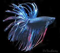 Purrydaze > marine life > white dragon king crown betta. Male Betta For Sale Aquariumfish Net