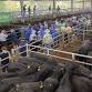NUTRIEN YEA AUTUMN DROP WEANER SALE event image