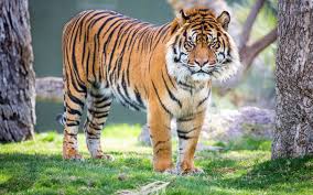 صور حيوانات نتائج بحث صور ياهو Wild Animals Pictures Tiger Pictures Wildlife Wallpaper