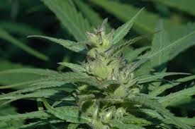 Image result for Cannabaceae