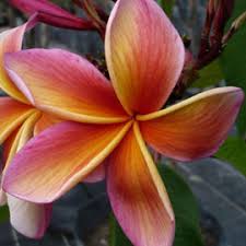 Multi Colour Frangipanis Frangiplants Frangipani Supplier