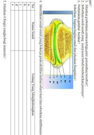 1 Sendi Mati Sinartrosis 2 Sendi Kaku Amfiartrosis 3 Sendi Gerak Diartrosis Itu Soal Nomor 1bantu Brainly Co Id