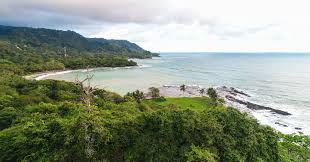 Image result for Nicolasia costata