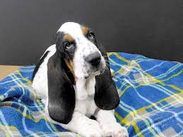 Learn more about the basset hound breed and find out if this dog is the right fit for your home at petfinder! Basset Hound Puppies Petland Gallipolis Oh