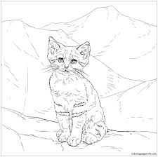 Dogs and cats are interesting creatures, sometimes exhibiting strange behaviors that may leave you scratching your head. Sand Cat Kitten Coloring Pages Deserts Coloring Pages Coloring Pages For Kids And Adults