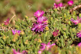 Maybe you would like to learn more about one of these? Bright Pink Trailing Ice Plant Flowers Delosperma Cooperi Mossel Bay South Africa Stock Photo Picture And Royalty Free Image Image 148591076