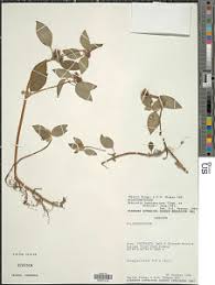 Image result for Heterotis decumbens