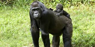Fantastic collection of worksheets and resources available to download today. Western Lowland Gorilla Smithsonian S National Zoo