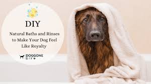Right now, your dog really needs you, so try to be there for him as when going to meet your potential new dog, take your pup with you to help you make the decision. Diy Natural Dog Baths And Rinses To Make Your Your Pup Feel Like Royalty