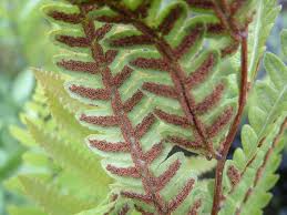 Image result for Vahadenia