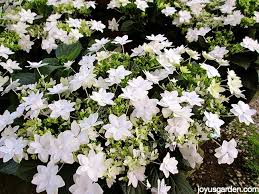 Maybe you would like to learn more about one of these? Blooming Christmas Plants And Flowers Other Than Poinsettias