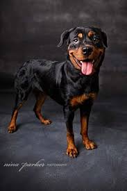 I transport rottweilers anywhere including florida, new york, and california. Atlanta Ga Rottweiler Meet Raisin A Pet For Adoption