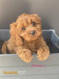 Billabong puppies come with the following. Gorgeous Cavoodle Puppy