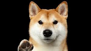 You can get tipped dogecoin by participating in our community if that's not your style, another way to have your first dogecoin is to. What Can You Do With Dogecoin Nasdaq