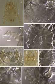 Image result for what do Cheyletiella look like in dog fur