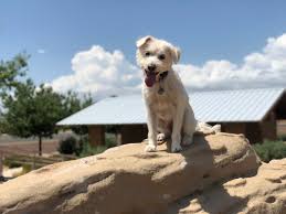 My name is michelle willey and i am a master trainer with bark busters phoenix. Dog Boarding And Training Phoenix Az Dynamic Dog Training Az