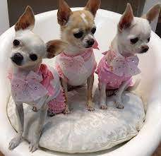 843 814 Chihuahua Puppies Chihuahua Cute Chihuahua