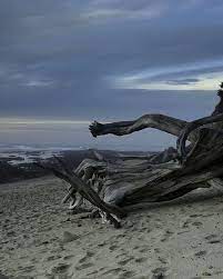 Pin By Jana Tompkins On Beachcombing North Driftwood Beach Driftwood Beach House Aesthetic