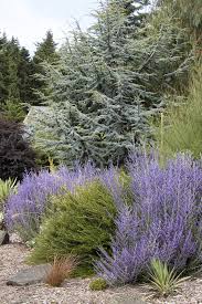 Image result for Perovskia atriplicifolia lacey blue lisslitt photo
