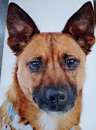 Heartbroken and words can't describe how painful this is 💔 It feels like a  piece of my heart went with you. I am so honoured to have met you Griffin  🐈‍⬛. Thank