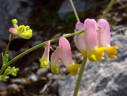 Image result for Fumariaceae