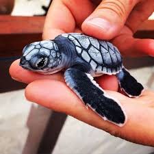 Stunning Color Cute Turtles Baby Turtles Cute Baby Animals