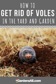 We did not find results for: How To Get Rid Of Voles In The Yard And Garden Gardensall