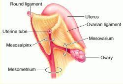 Pin On Pelvic Fascia