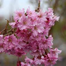 Prunus Fukubana Flowering Cherry Tree Flowering Cherry Tree Spring Flowering Trees Flowers Uk