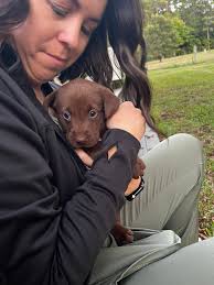 AKC silvers in Grandview Tennessee