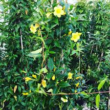 Image result for Gelsemiaceae