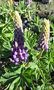 Submit your business listing | help & contact us. Wildflowers Archives Bend Branches