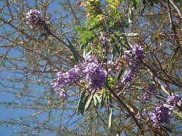 Image result for Millettia dura