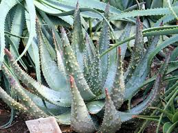 アロエ オルトロファ Aloe Ortholopha