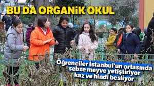 Bir Evde Tam 58 Kedi Youtube