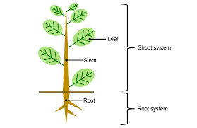 Plant anatomy is the study of the physical structure of plants. Introduction To Vascular Plant Structure Digital Atlas Of Ancient Life