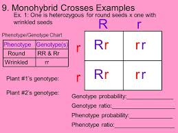 Fundamentals Of Genetics Ppt Download