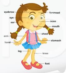 I'm currently teaching 8th grade spanish. Spanish Body Parts Diagram Diagram Quizlet