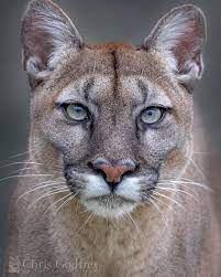 Since its inception in 1983, the competent team at pumas is driven by a singular objective: 360 Puma Ideas In 2021 Wild Cats Animals Wild Animals Beautiful