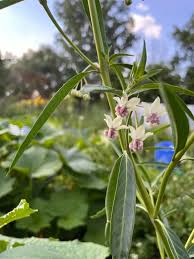 Image result for Xerophyta pauciramosa