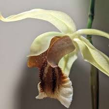 Image result for Bulbophyllum schinzianum